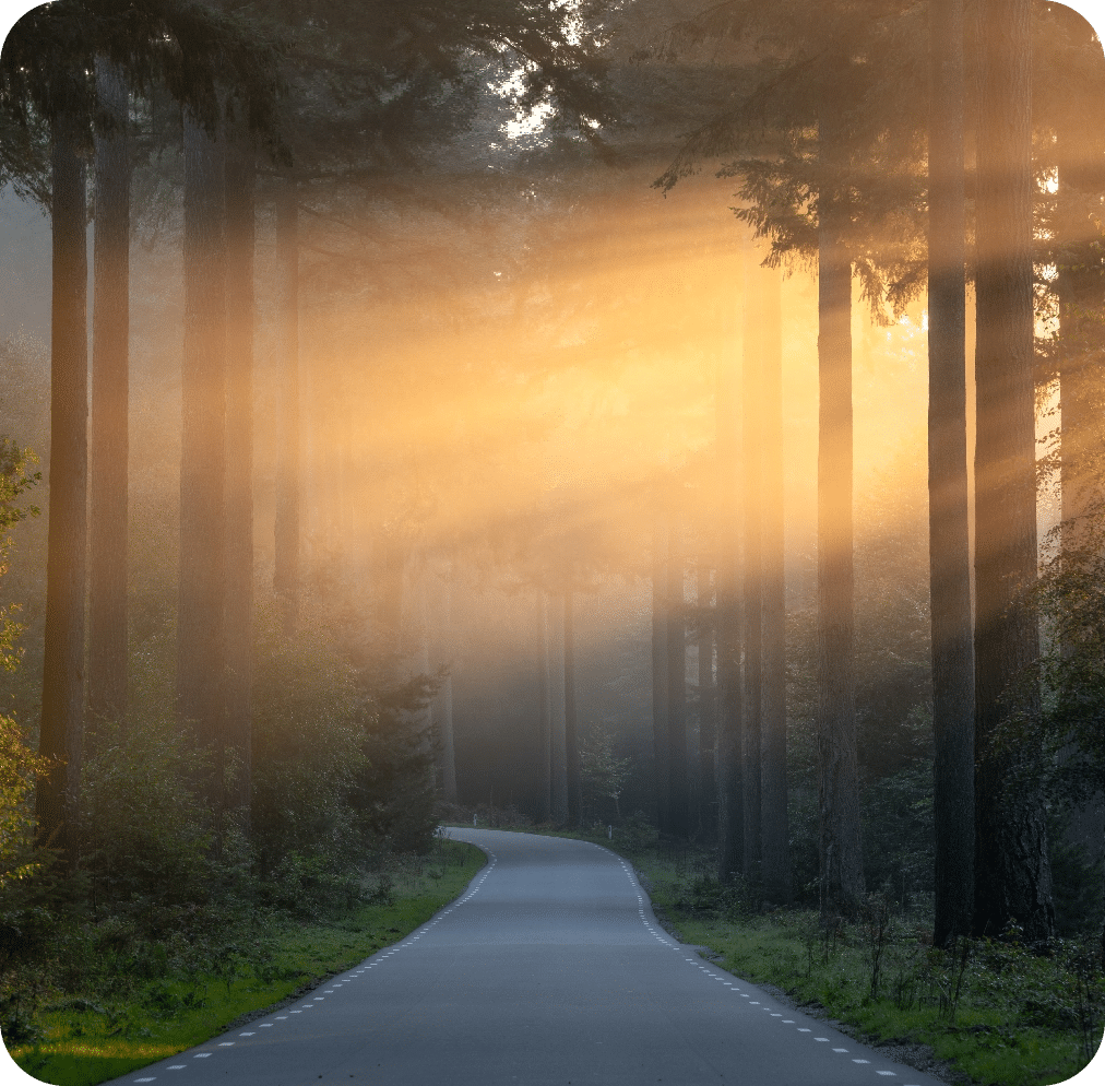 Sunrise in the Woods